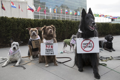 A group of dogs gather outside the United Nations Headquarters to campaign against animal testing in cosmetics on Wednesday 24 January 2018, in New York. The protest is in support of Forever Against Animal Testing, a campaign from The Body Shop and Cruelty Free International which is calling on the UN to end a practice that harms up to 500,000 animals in cruel tests every year. The Body Shop and Cruelty Free International have met with UN representatives to discuss the topic and further the campaign. Consumers around the world can join the protest online by signing the campaign petition https://foreveragainstanimaltesting.com/page/9583/petition/1 (Andrew Kelly/AP Images for the Body Shop) (PRNewsfoto/The Body Shop)