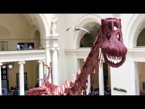 How do you assemble the world's largest dinosaur? This is what four days of work looks like in under a minute. © Field Museum