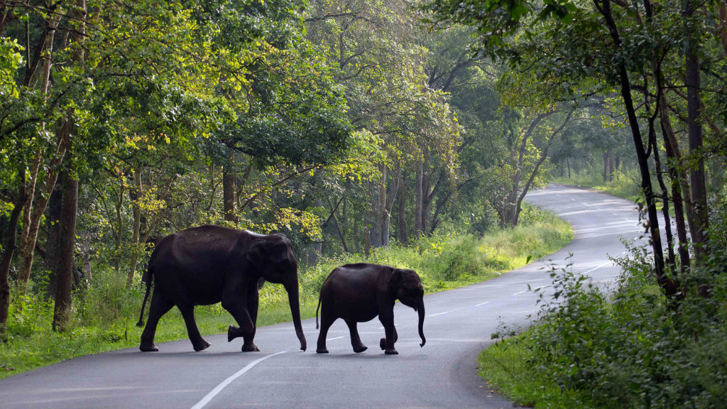 Wayanad