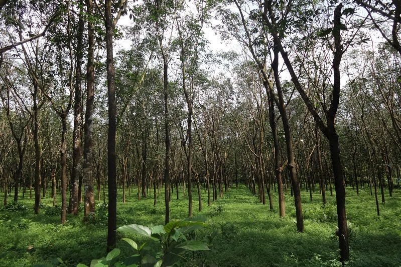 Rubber Plantations in Kerala
