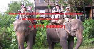 Important Safety Tips to Visit chit wan Jungle Safari 